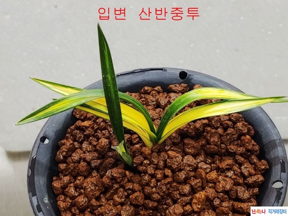 특  산반중투