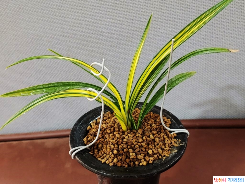 귀한 극황색 삼광호