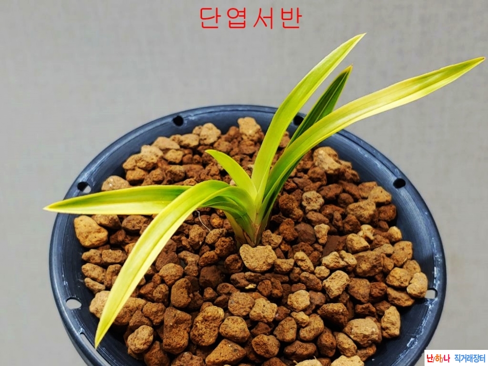 특 서반단엽
