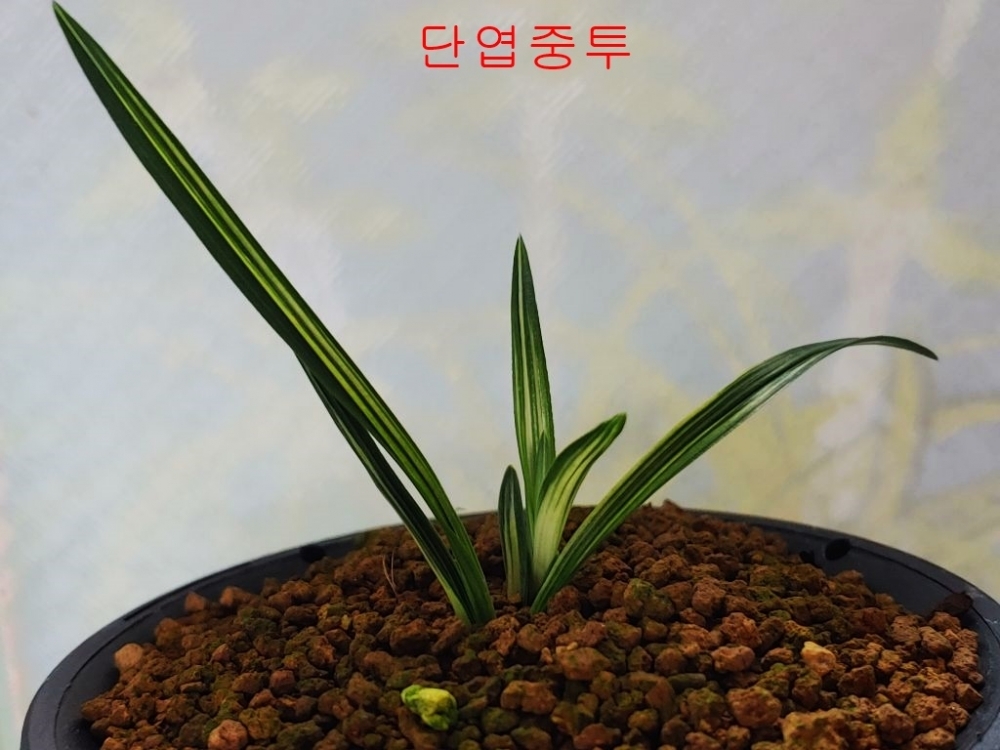 특가 단엽중투