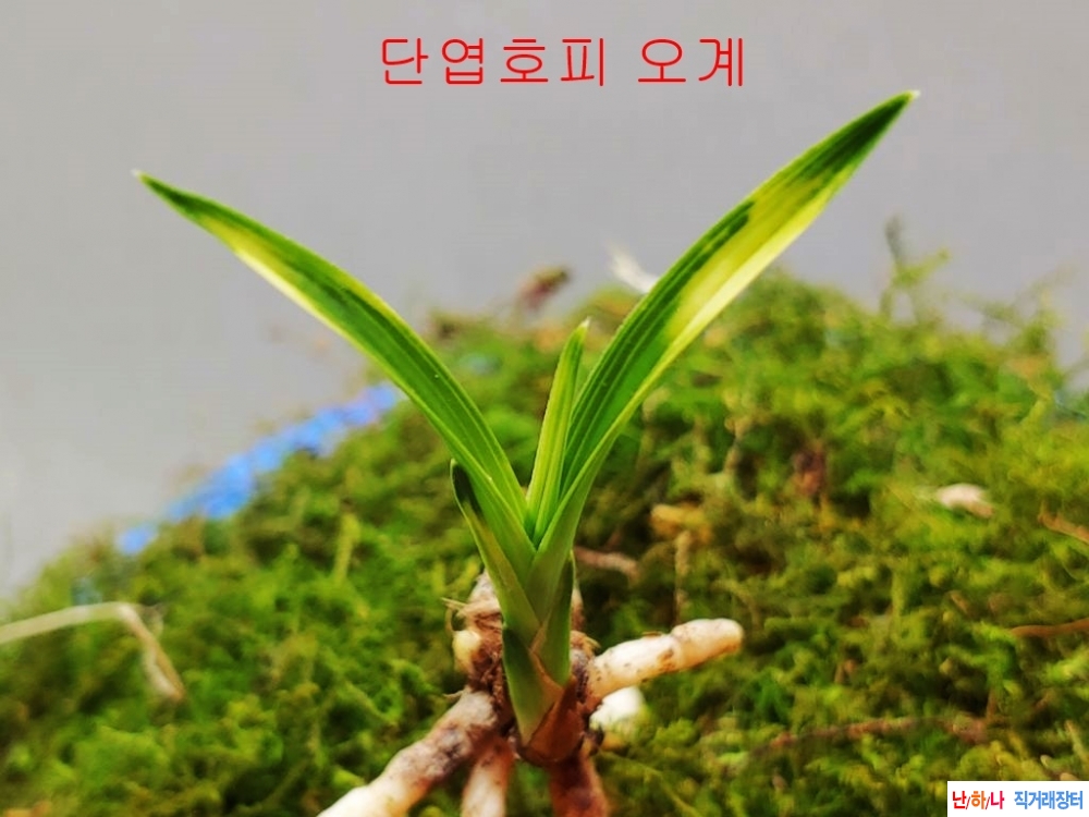 강추 단엽호피