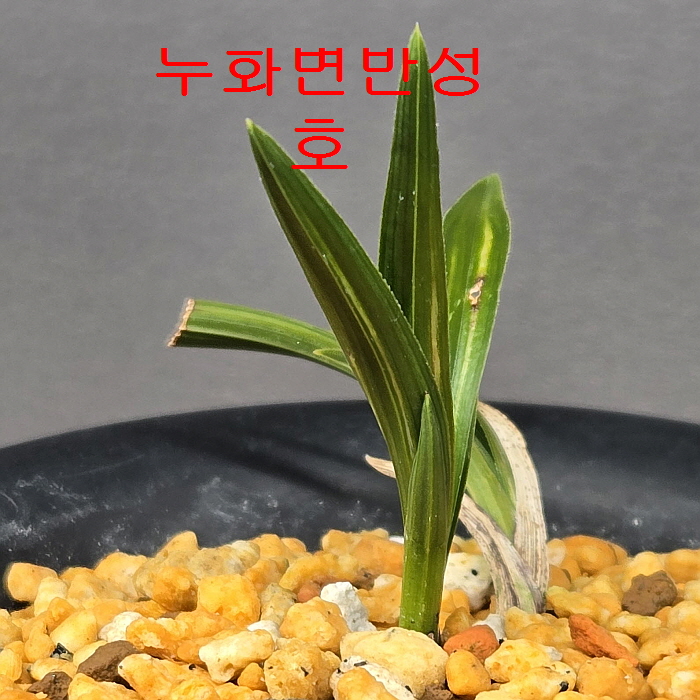 두화변산반호