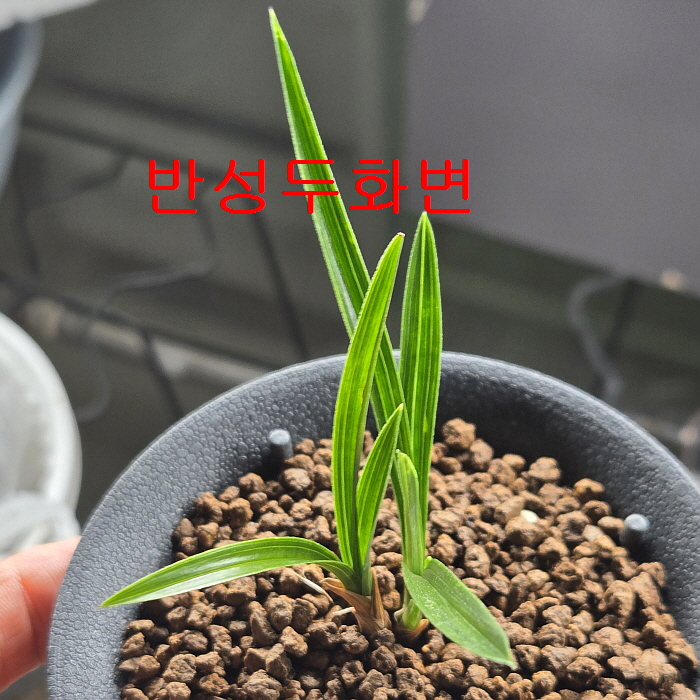 반성두화변