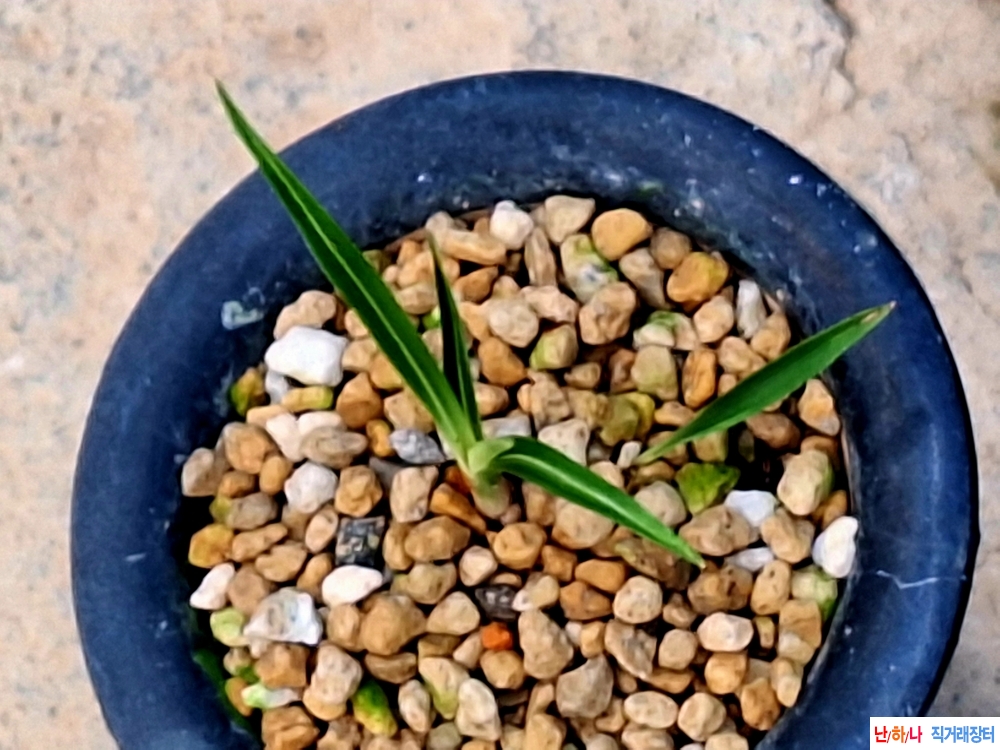 까닥지단엽성산반호