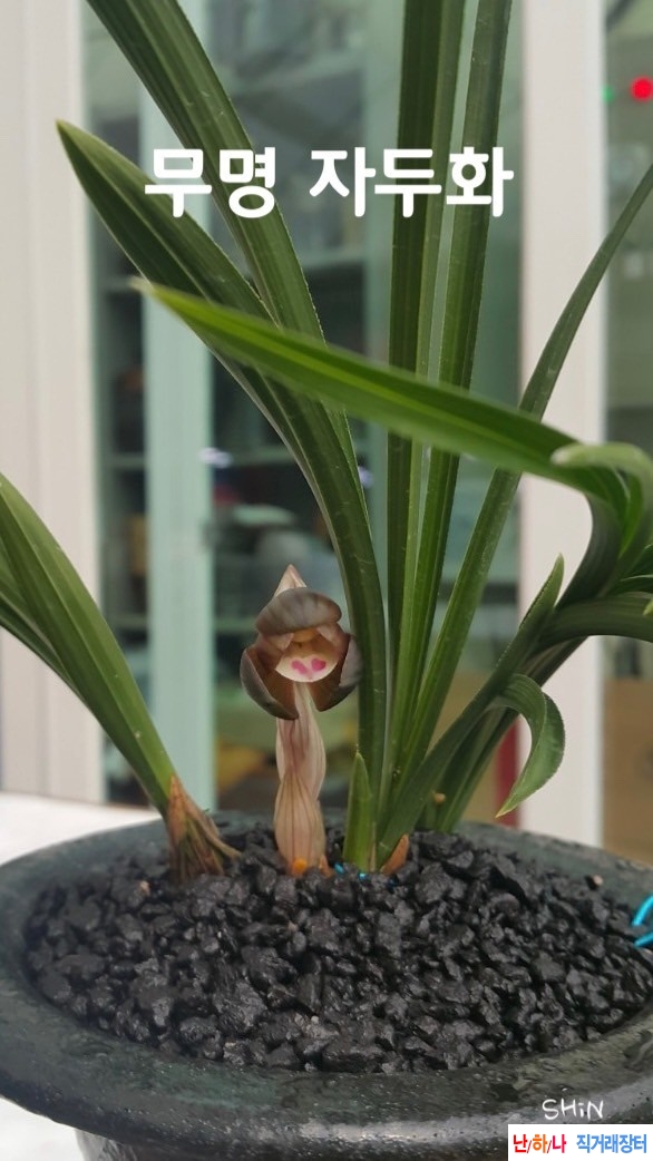 자화두화