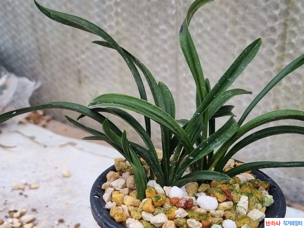 생깅출반 나사지 장단?