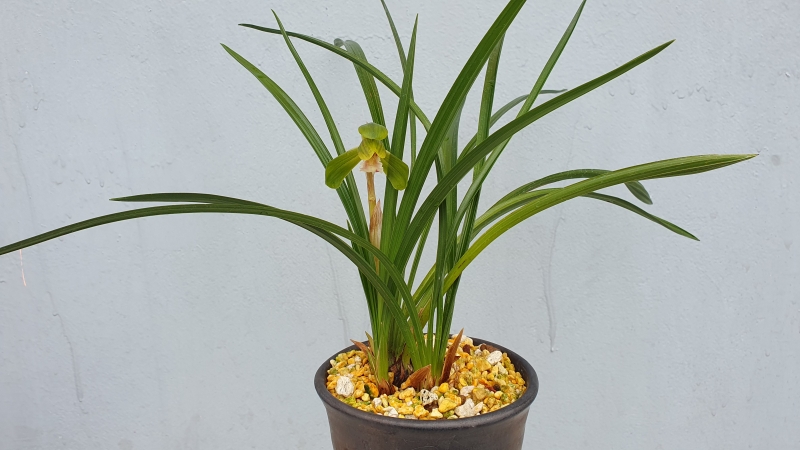 광엽에서 피는 원판 대?