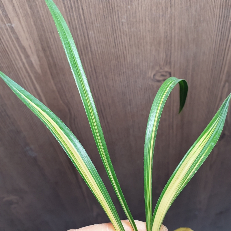 환엽,,황,,중압,,중투호