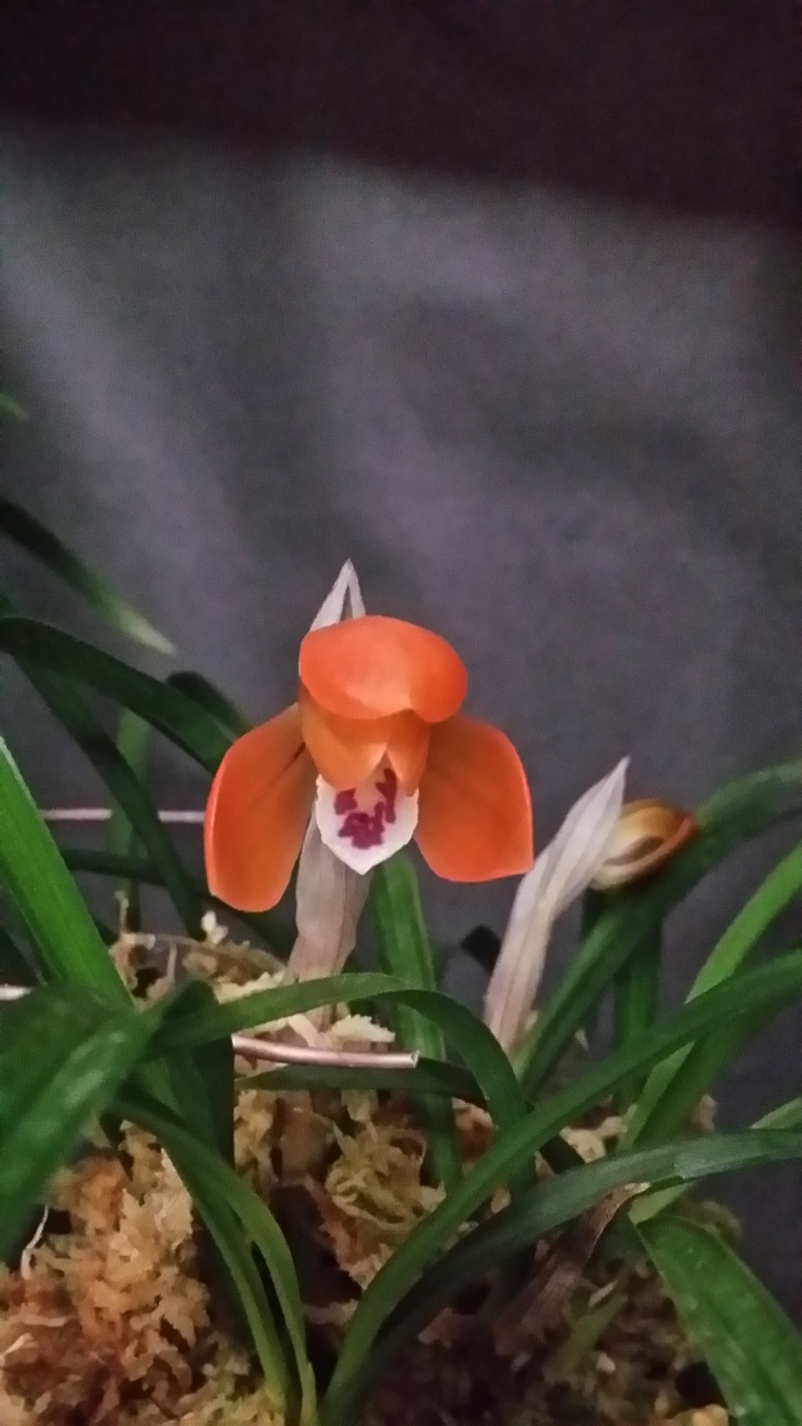 무명,,극황서반,,원판,,?