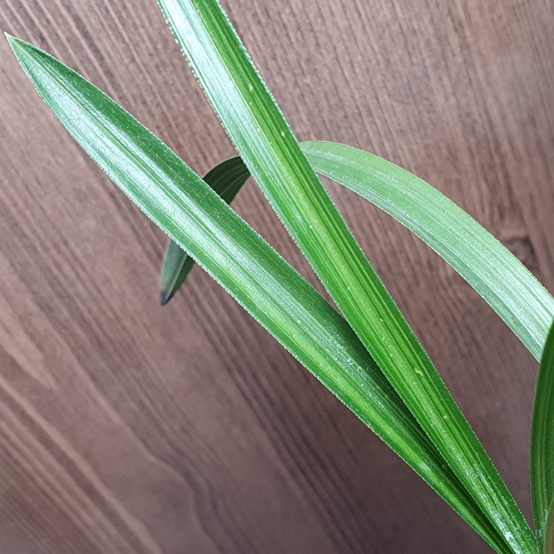 환엽,,산반,,중투