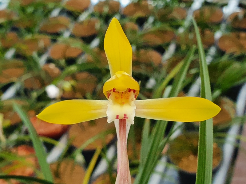 무명,,극황,,진성황화,,?