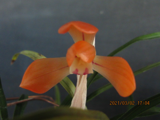 무명,,원판,,홍화,,종자?