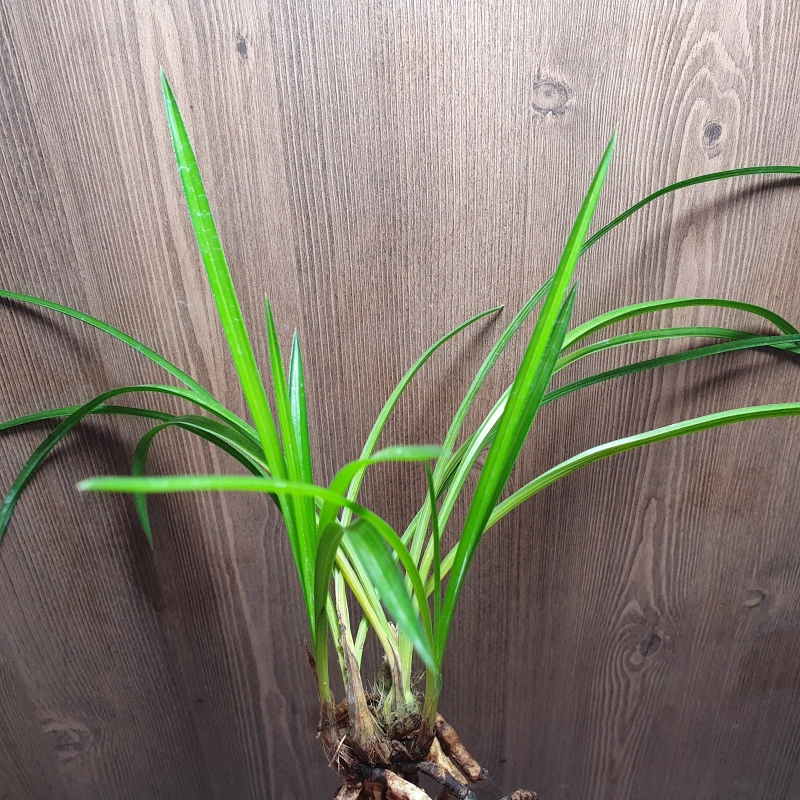 입엽,,소멸성,,중투