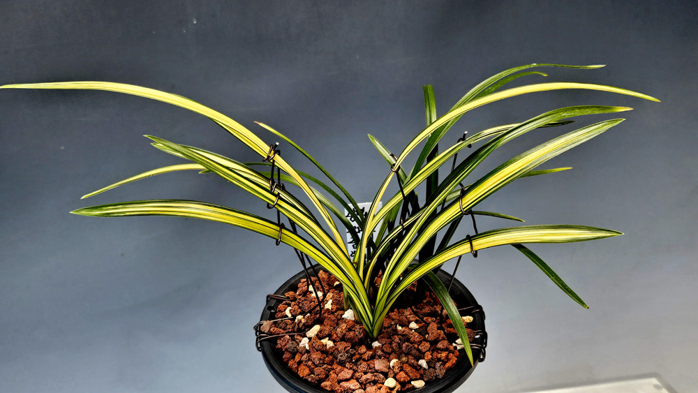 장성산 산채원본