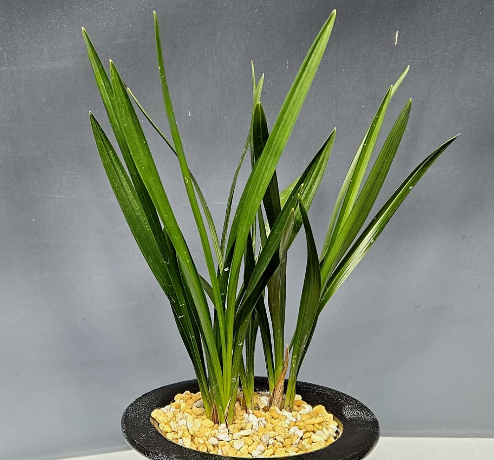 입엽에 배불뚜기 마루?