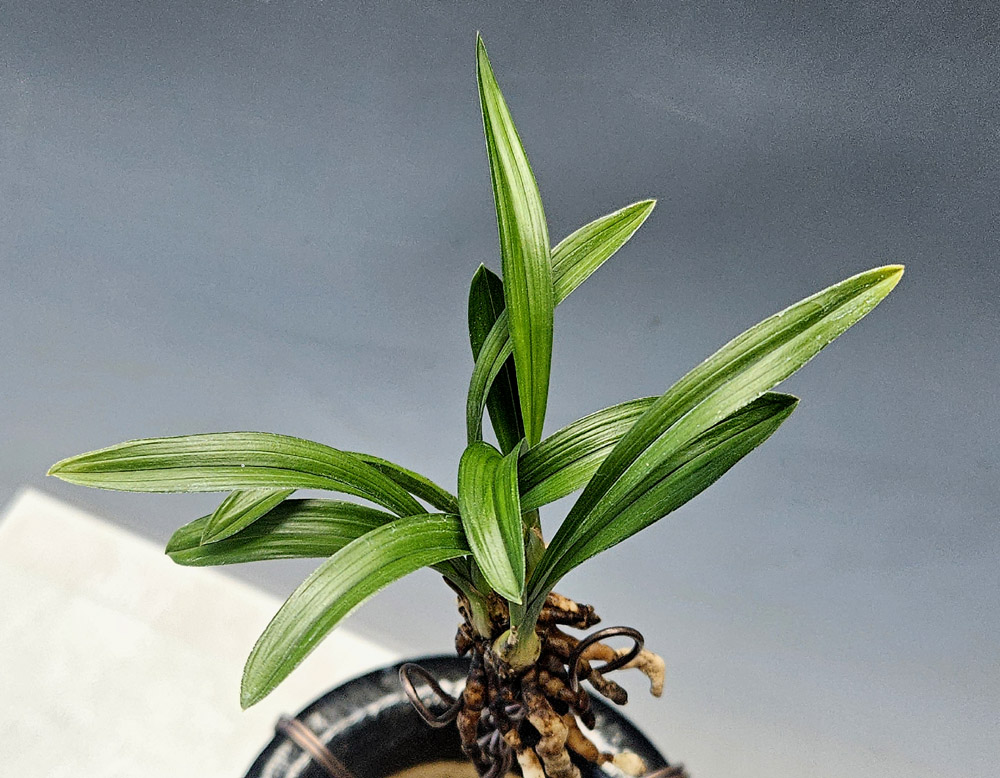 산채원본 감반성무늬