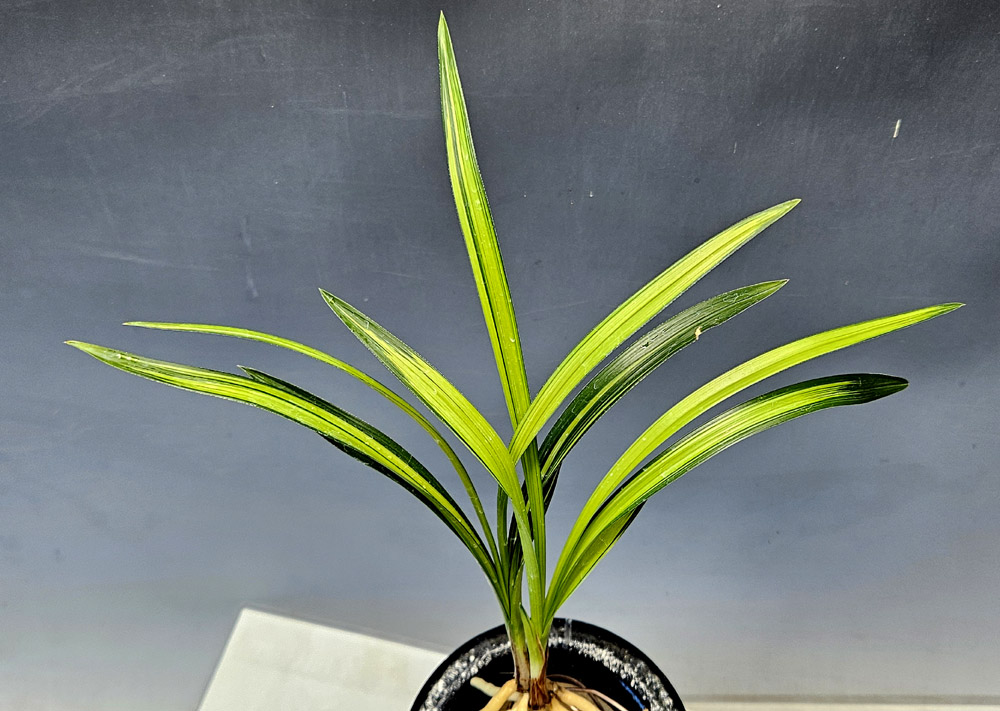 특급추천종자목