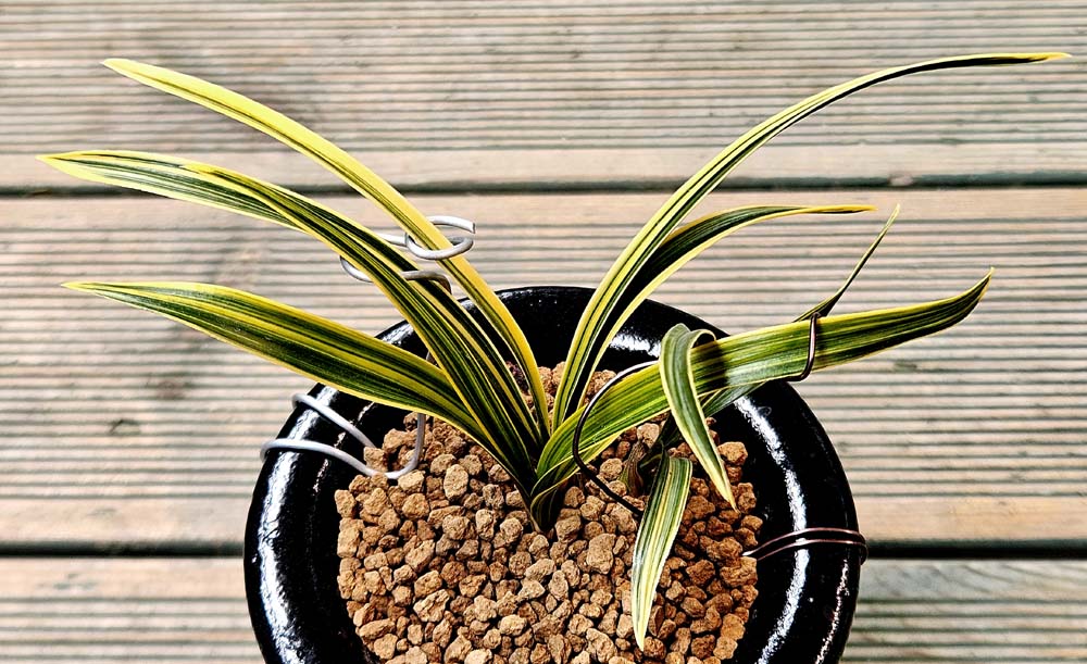 대곡산 명품종자목