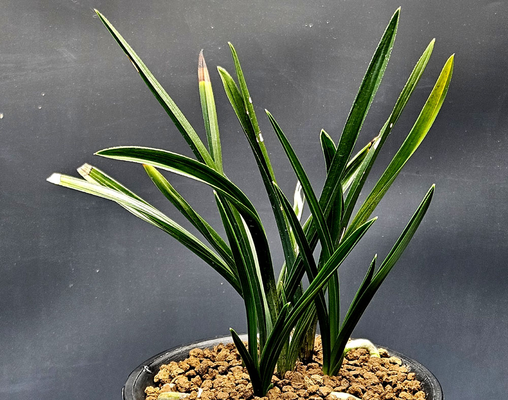 산채원본 시커먼먹난