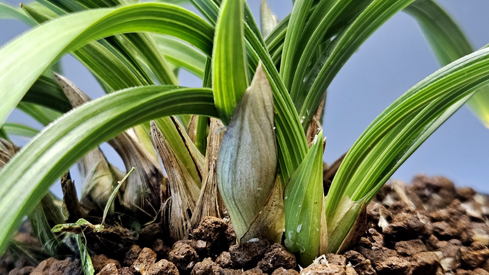 생강원본 대박기대주