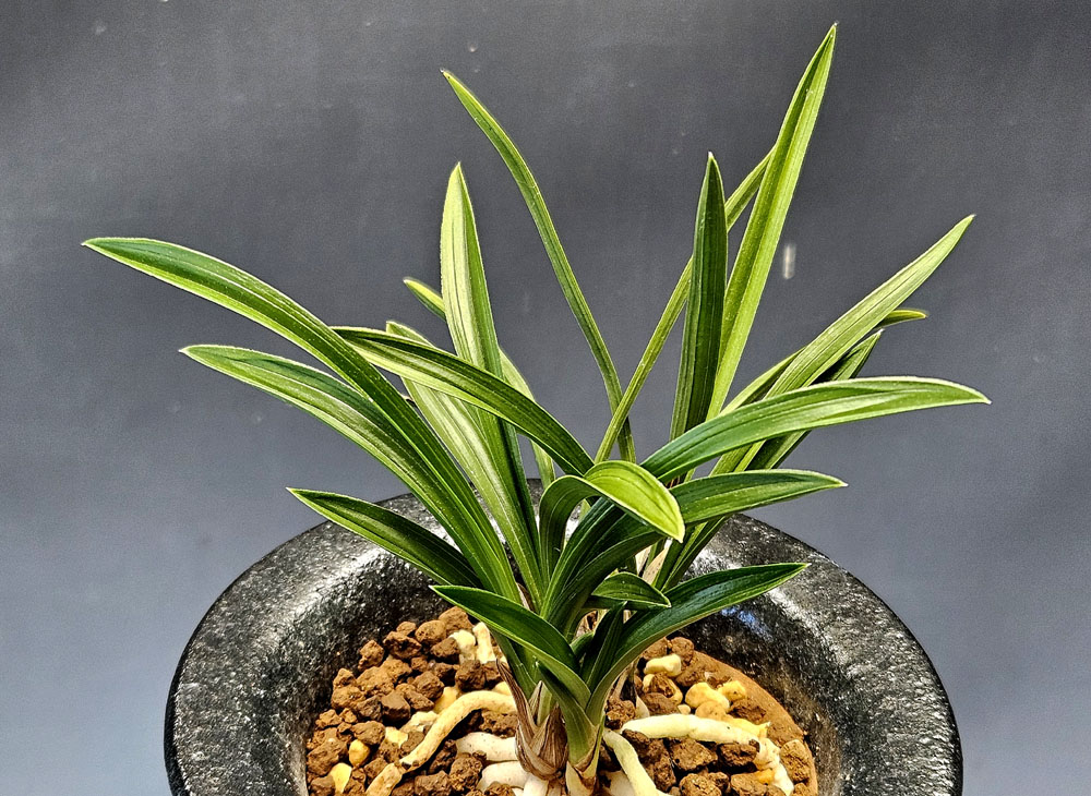 생강원본 배불뚜기마?