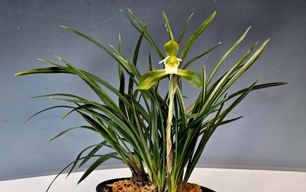 산채원본 두화목반성