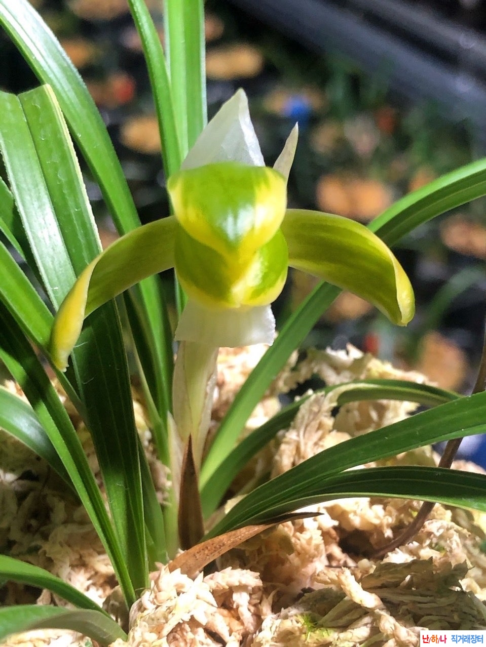 무명복륜소심A2