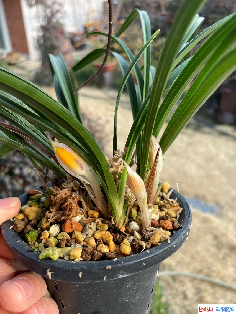 주홍화