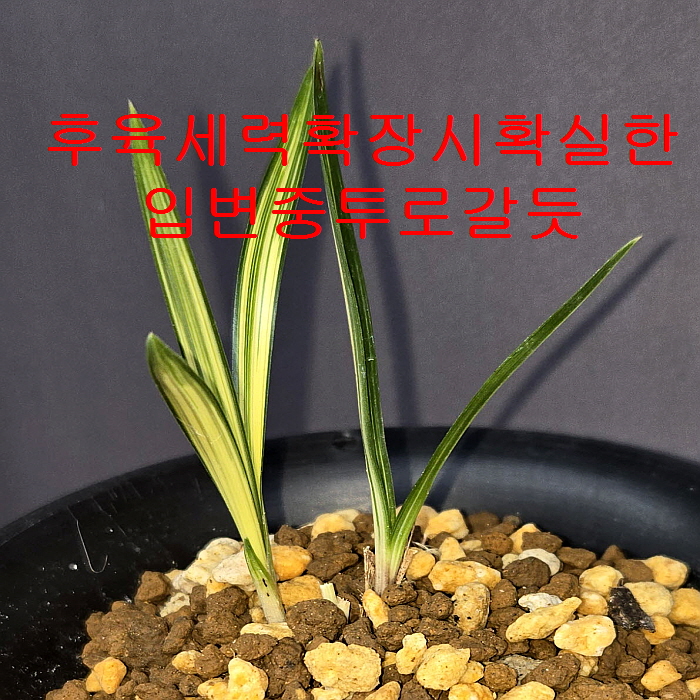 입변중투종자목