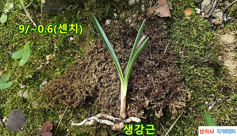 @산채 장단엽(생강근)