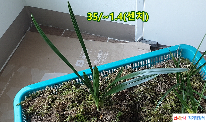 @산채 산반두화꿈나무(?