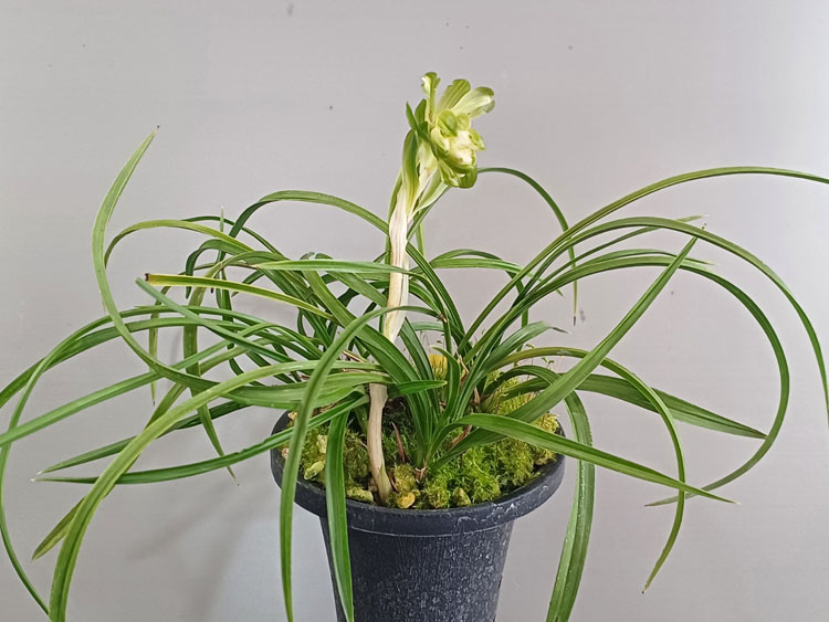 국화피기 ( 꽃 )