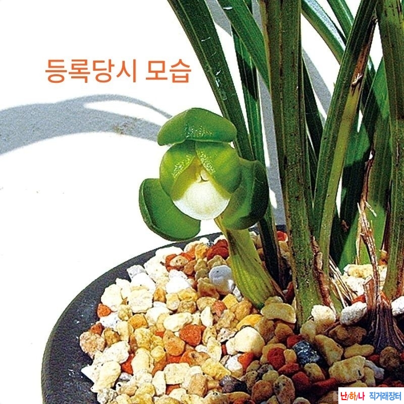 꽃달린 (진주소)~*