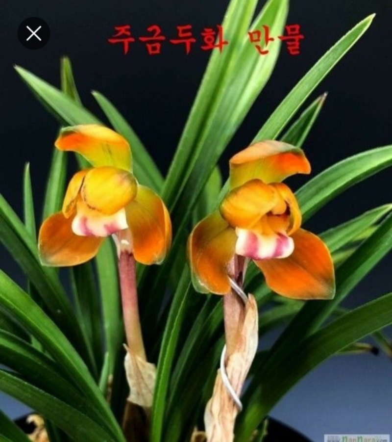 주금두화 만물 호~호