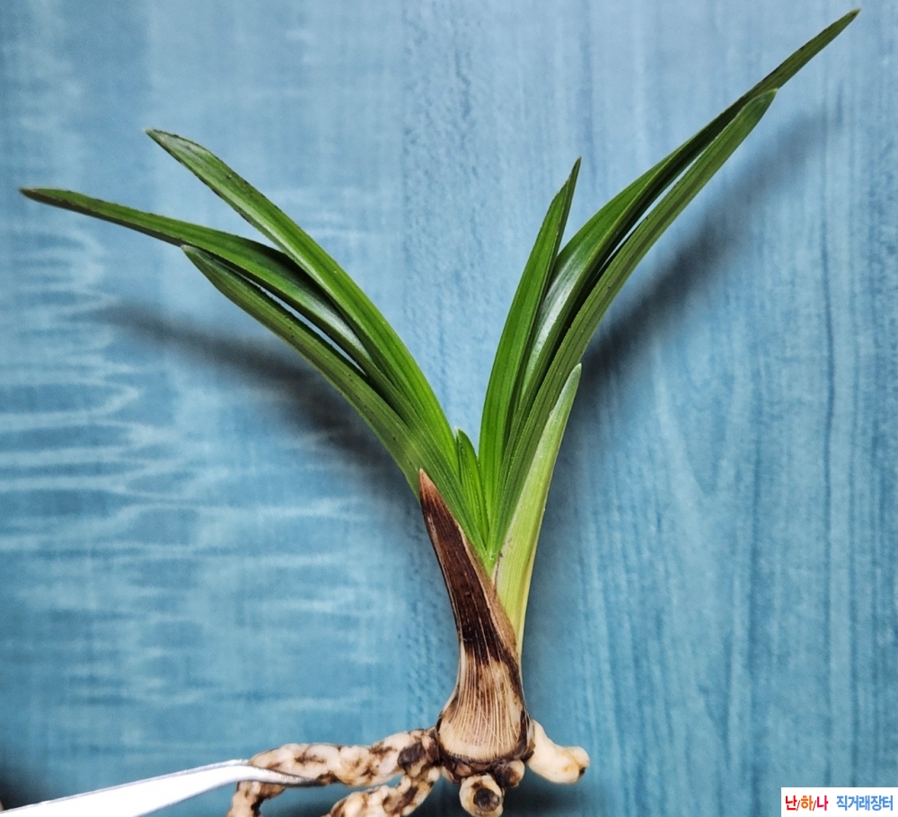 반성 초광엽 (플라스틱?