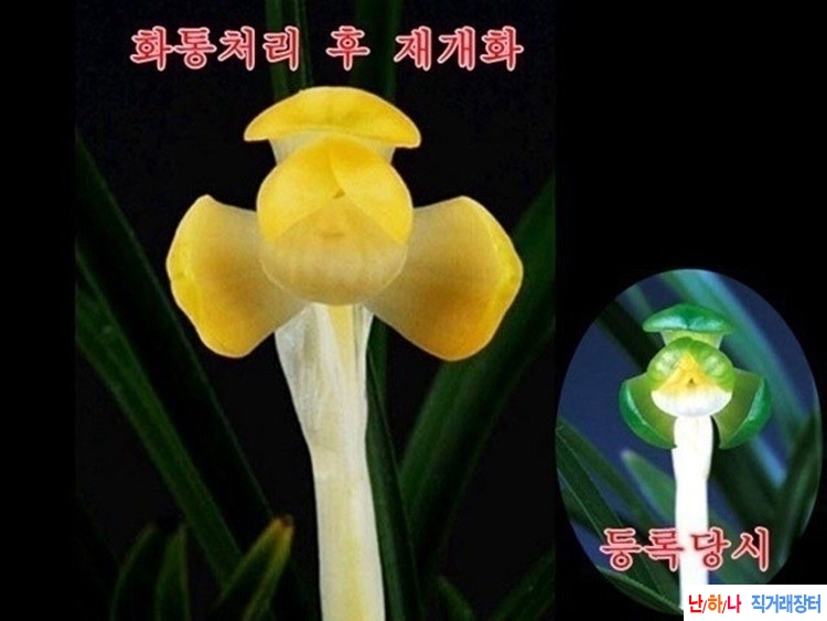 두화소심 (다원)~*