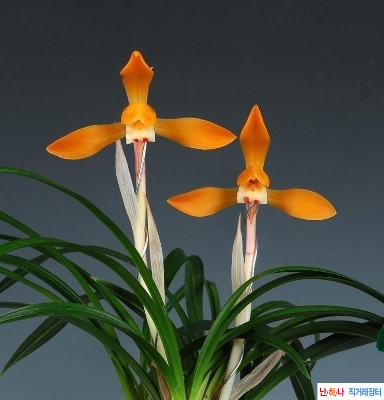 대륜 홍화 (주대봉)~*