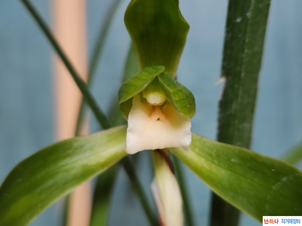 산채후 첫개화(설홍소?