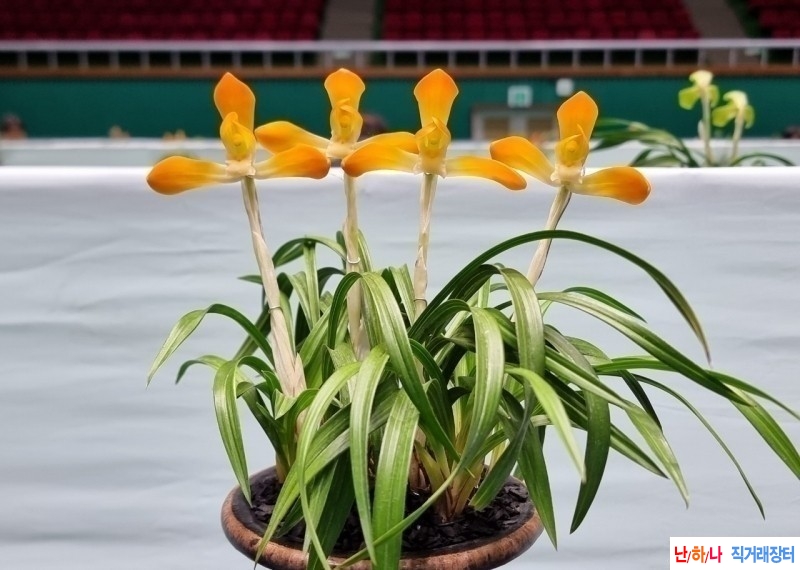 대륜 주금소심 (태홍소?