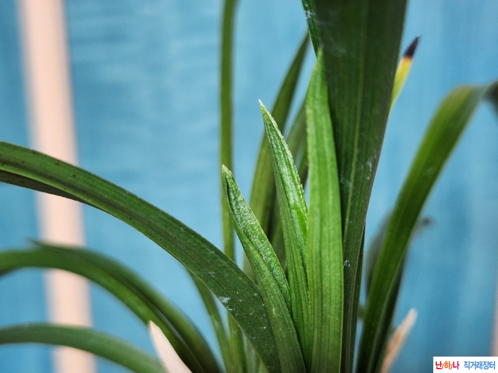 산채출 (산반)~*