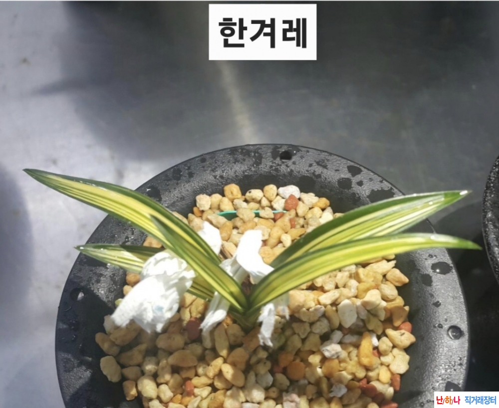 단엽성 중투 (예명:한?