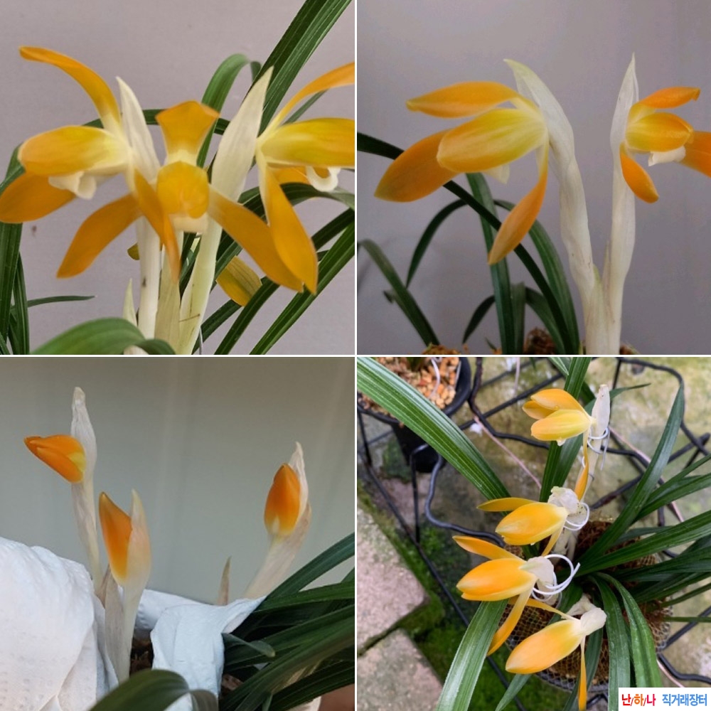 무명 (주금소심)~*