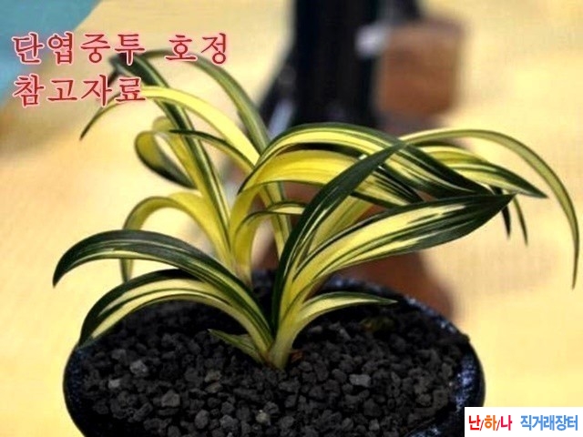 단엽중투 (호정) 무지?