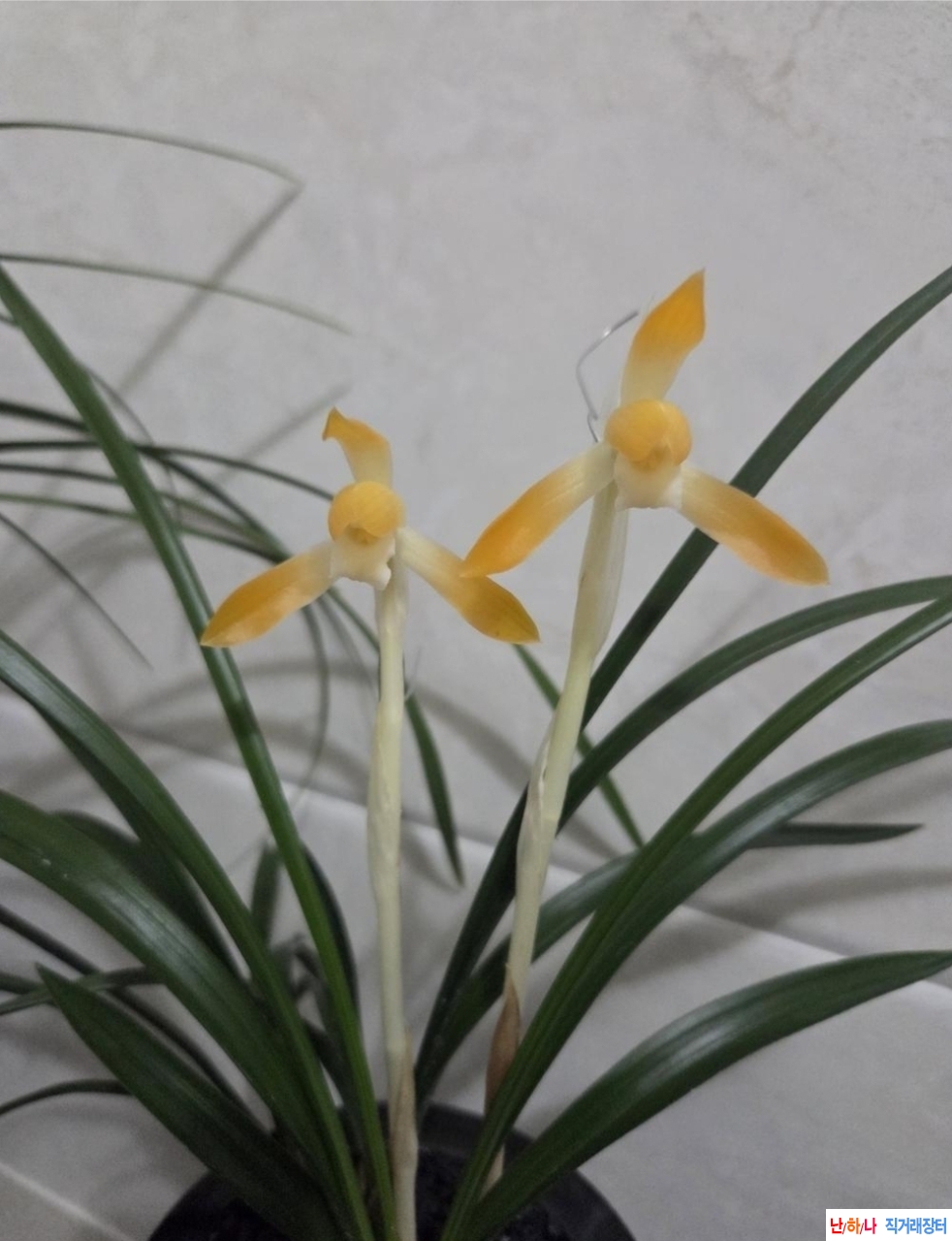 무명 (주금소심)~*