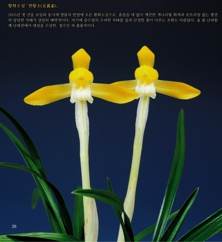 대상받은 황화소심 (천?