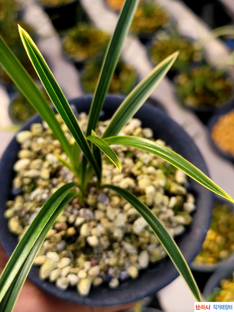 환엽이좋은산반복륜입?