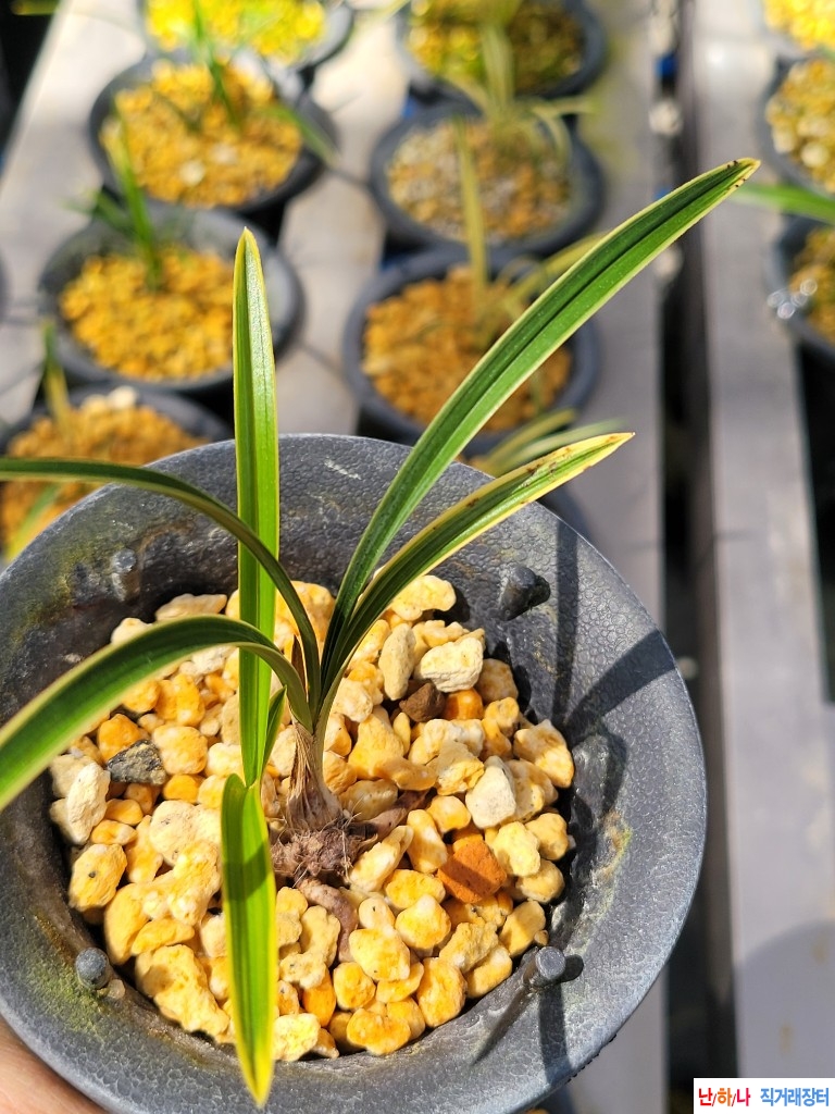 환엽이좋은황복륜입니?