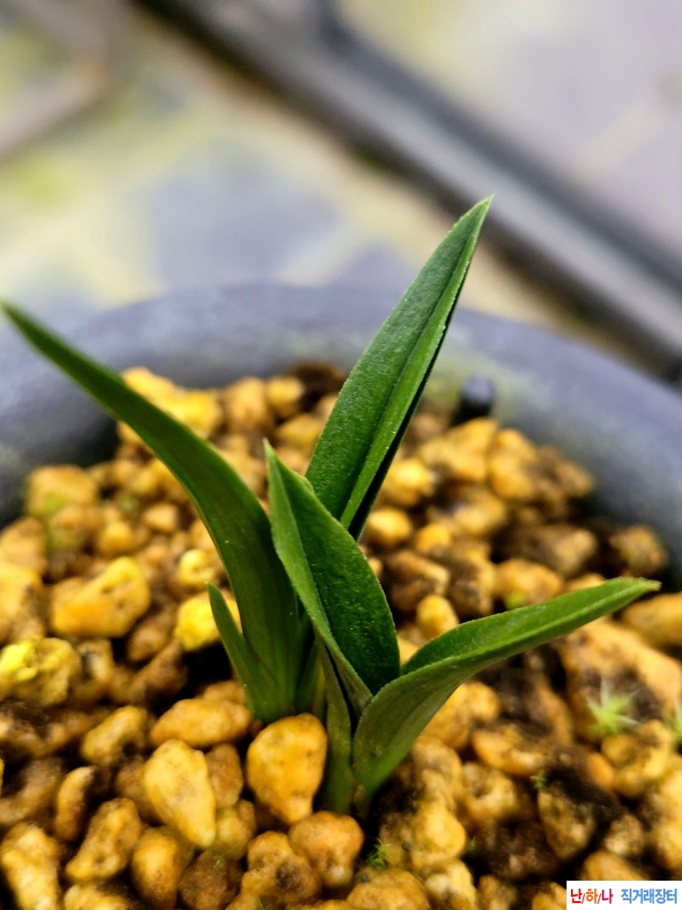 후육.입엽의산반성라?