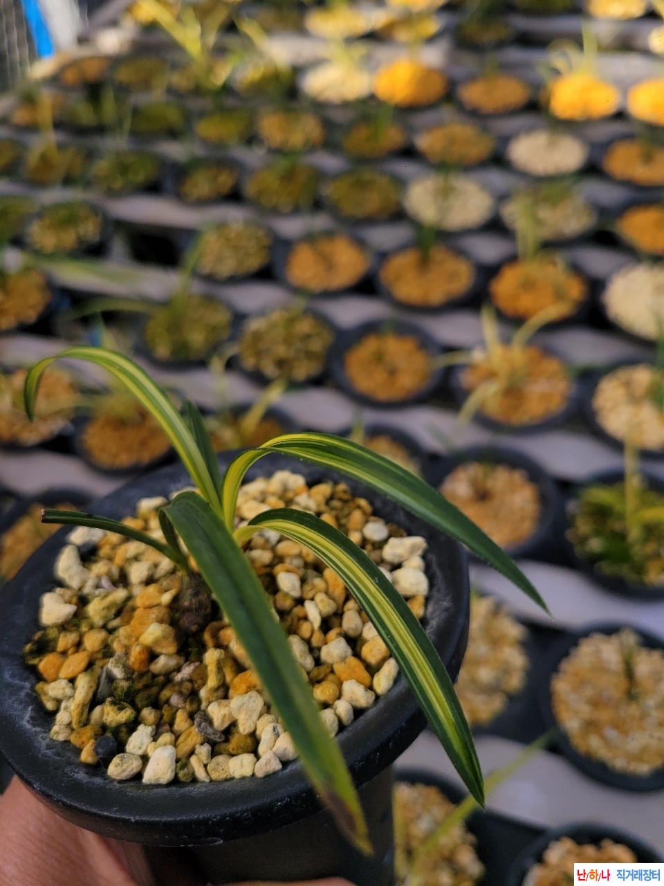 발전단엽성산반호입니?