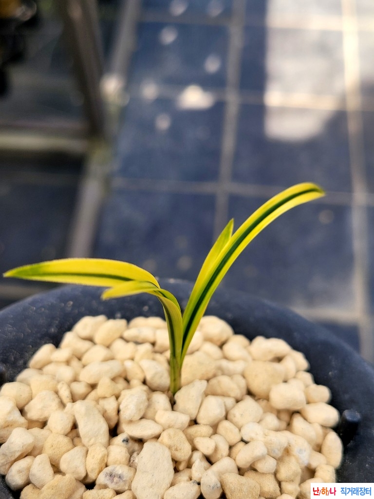 황산반녹호입니다